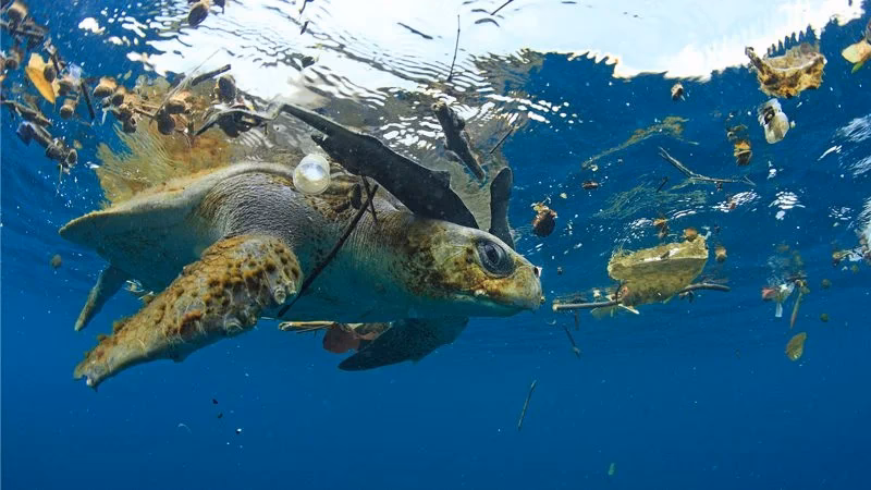 What animals are affected by water pollution?