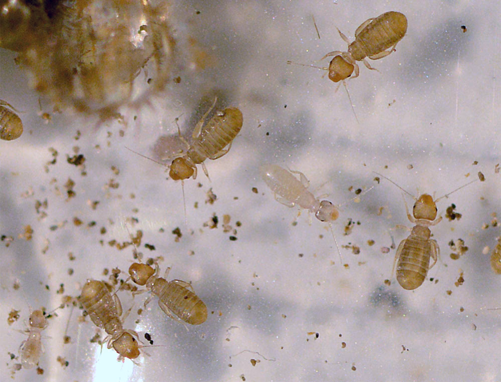 ¿Cómo se contagian los piojos de tu perro?