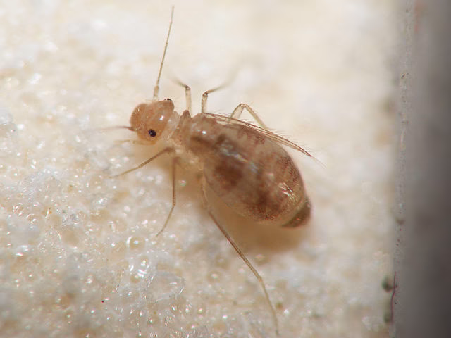 ¿Cómo se contagian los piojos de tu perro?