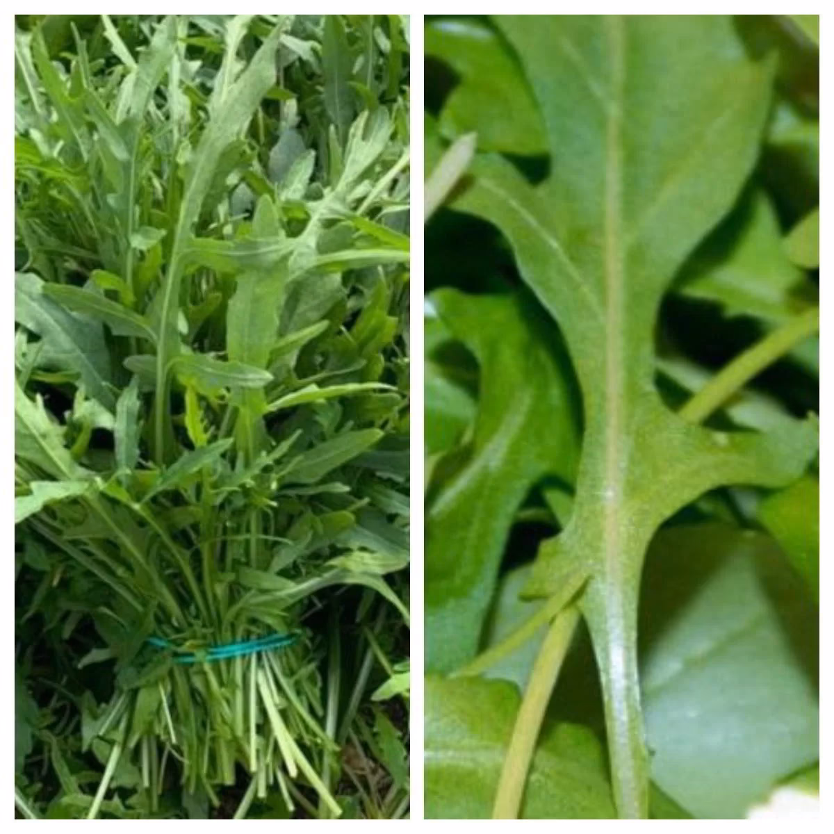 ¿Quién regula la contaminación por ruido?