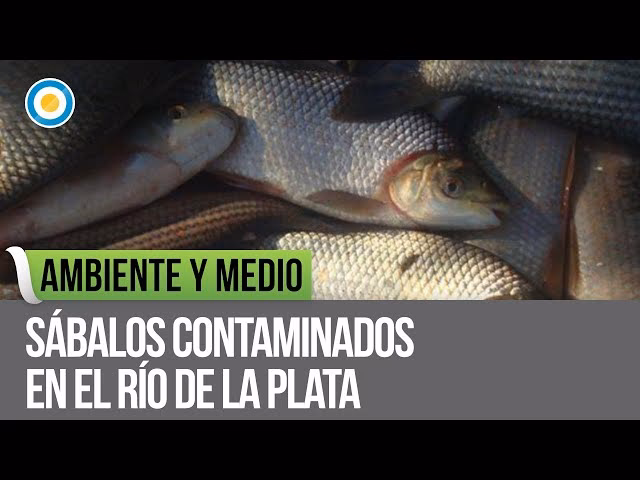 ¿Cómo afecta la contaminación del Río de la Plata a los sábalos?