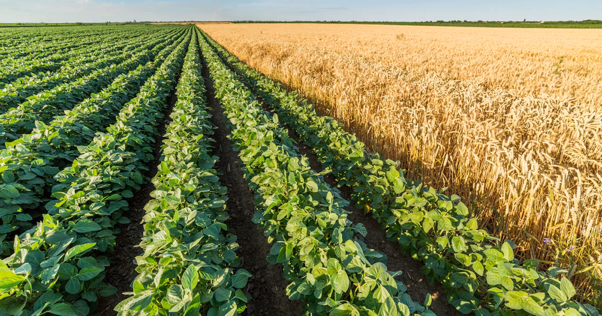 ¿Qué es el sistema de evaluación de la sostenibilidad para la alimentación y la agricultura?