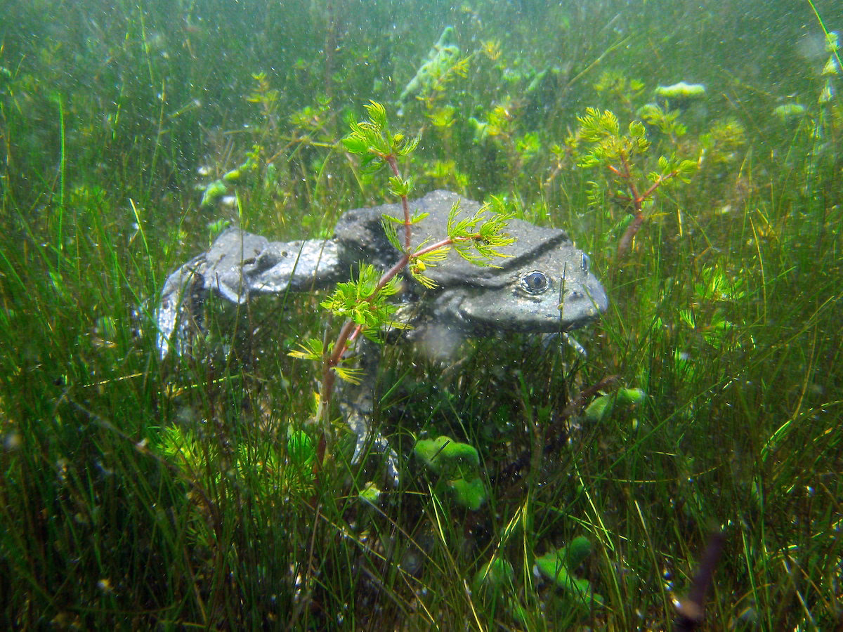 ¿Cómo afecta la contaminación a las ranas?