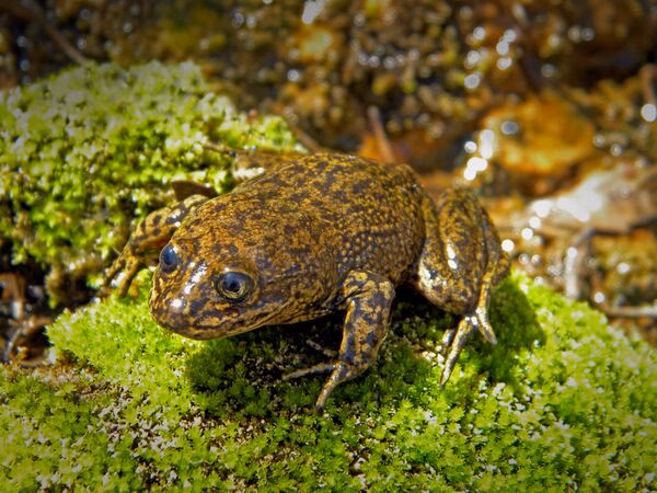 ¿Cómo puedo salvar la vida de una rana?