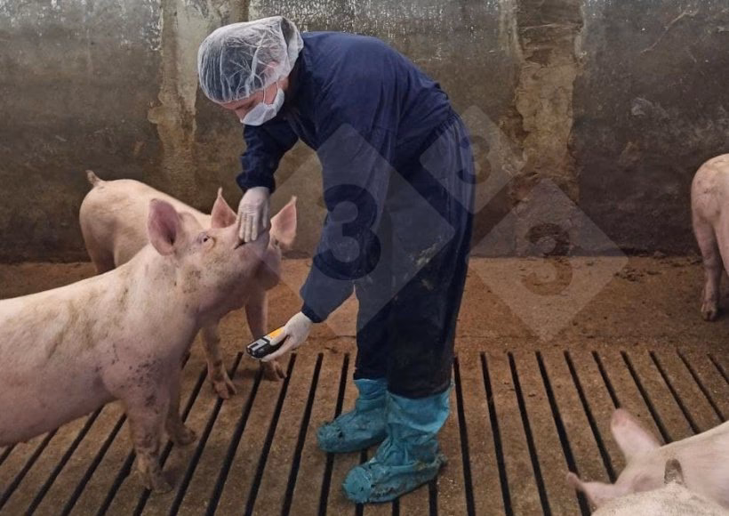 ¿Qué programas y normas sanitarias deben aplicar las explotaciones porcinas extensivas?