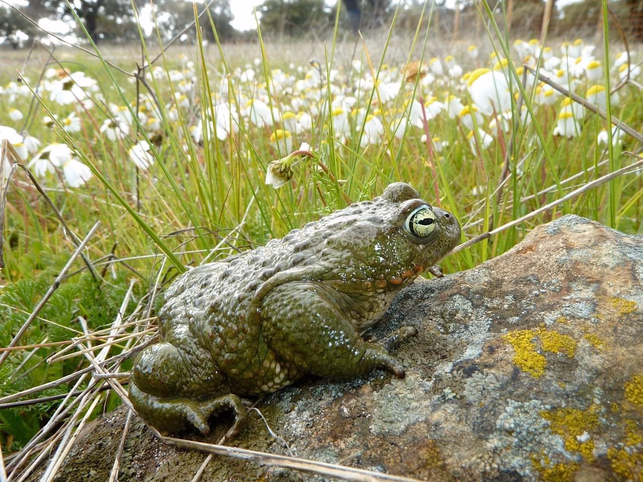 ¿Cuántas especies de sapo sonorense hay en México?
