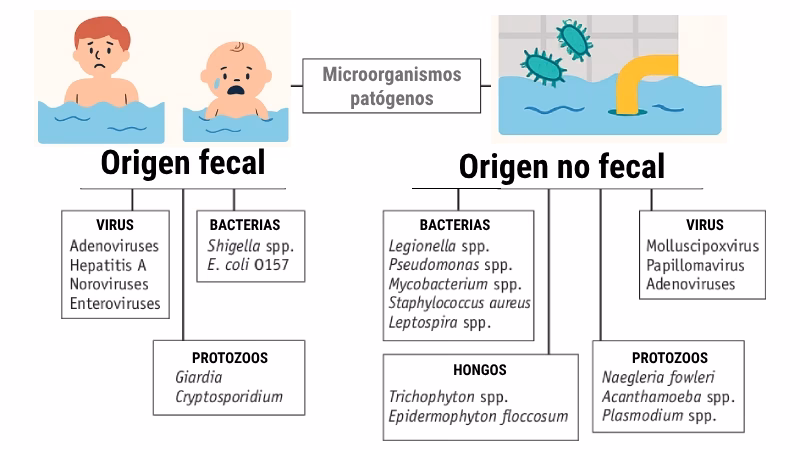 ¿Cómo se reproducen los contaminantes microbiológicos?