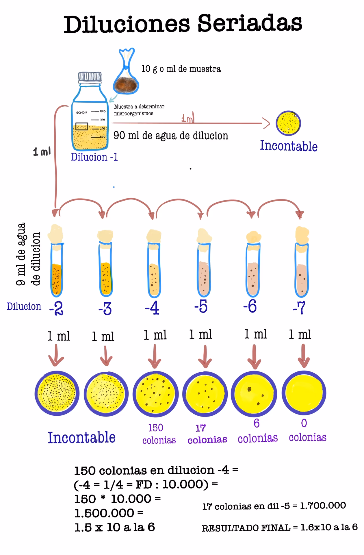 ¿Cómo se realizan las diluciones de las muestras?