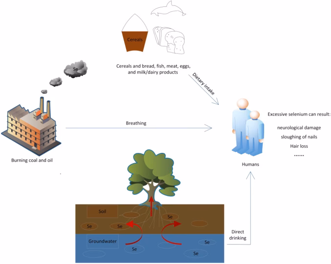 Why is selenium a contaminant?