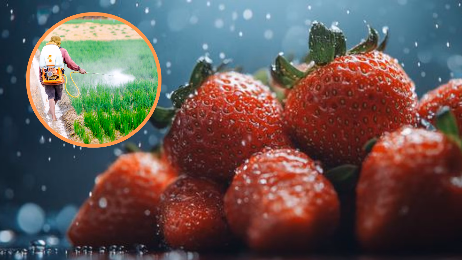 ¿Cómo se publican los informes ejecutivos del SENASA?