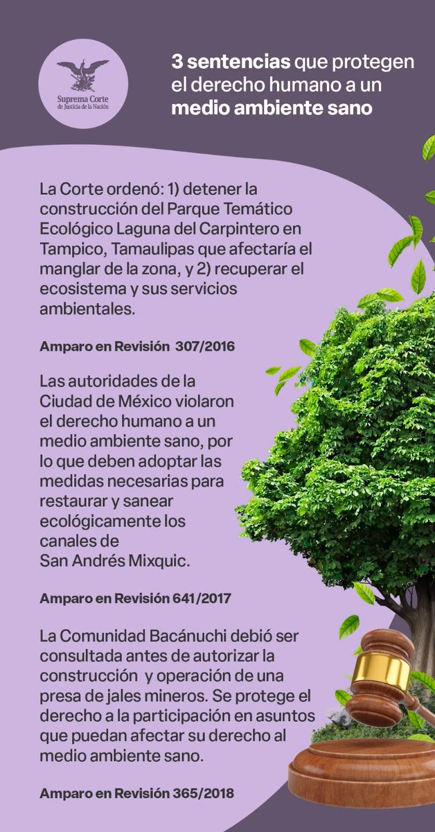 ¿Qué es el derecho al medio ambiente?