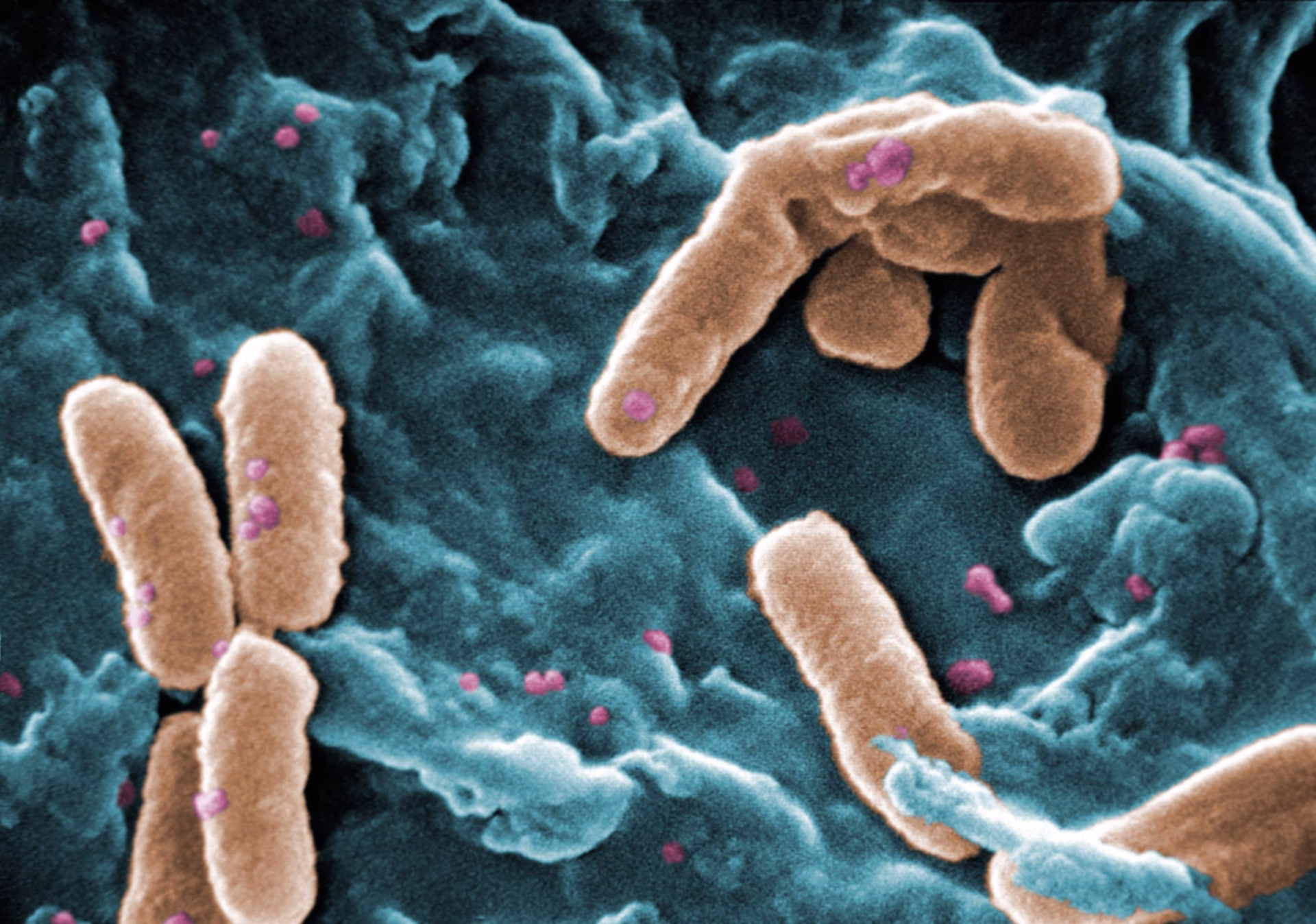 ¿En qué climas vive la Pseudomonas fluorescens?