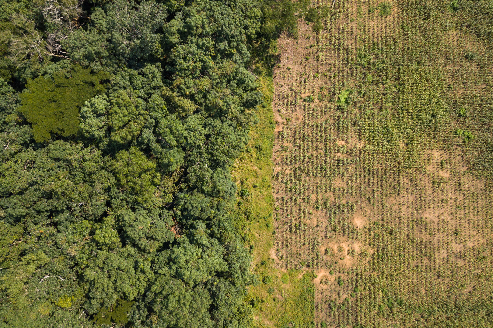 Do shifting cultivators encroach tropical deforestation?