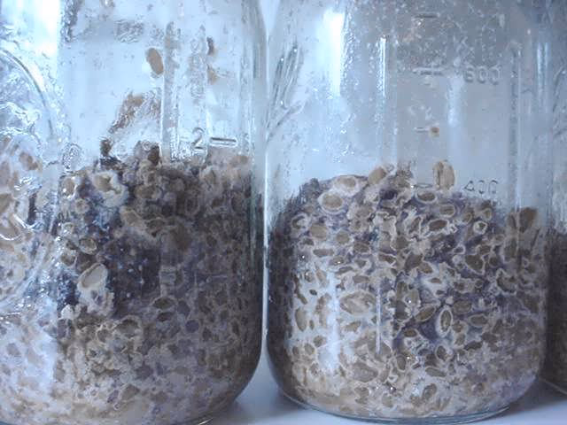 What are examples of bacterial contamination in mushrooms?