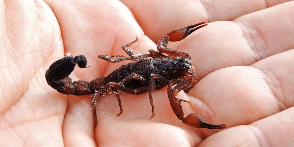 ¿Cómo combatir una infestación de alacranes?