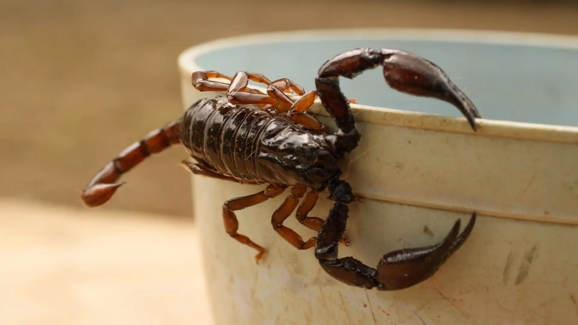 ¿Cómo evitar la muerte por alacrán?