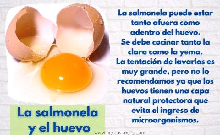 ¿Cuáles son los síntomas de los huevos contaminados?