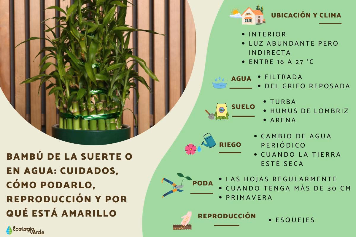 ¿Qué pasa si las hojas del bambú están muriendo?