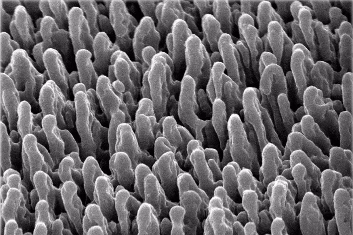 ¿Cuáles son los compuestos predominantes del silicio?