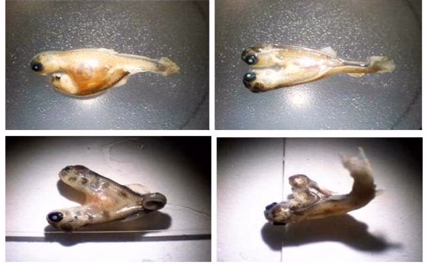 What is Simplot Company?