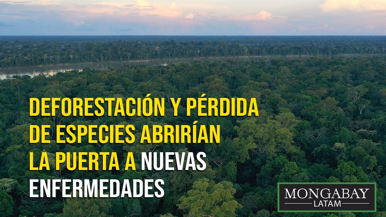 ¿Por qué el ser humano es el mayor responsable de la deforestación y destrucción de la biodiversidad en el mundo?