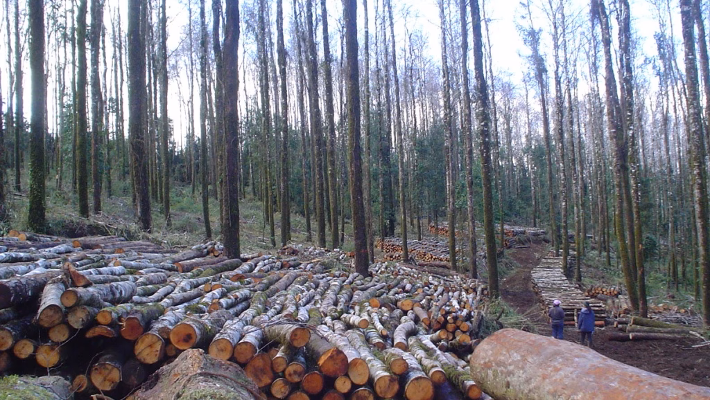 ¿Dónde se concentra la deforestación en la región chaqueña?