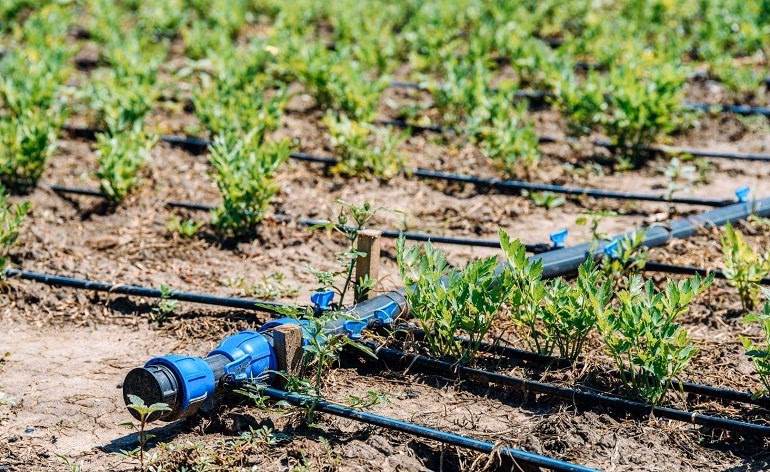 ¿Por qué la deforestación está bajo control?