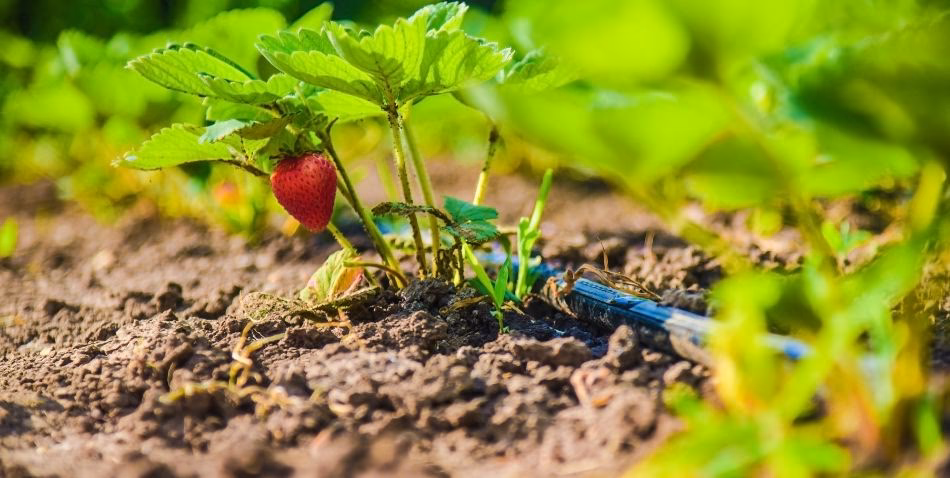 ¿Por qué la deforestación está bajo control?