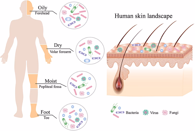 What is skin flora?