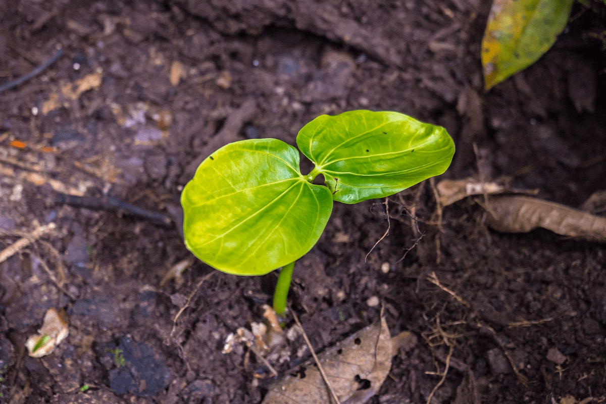 How can we save the Amazon rainforest?