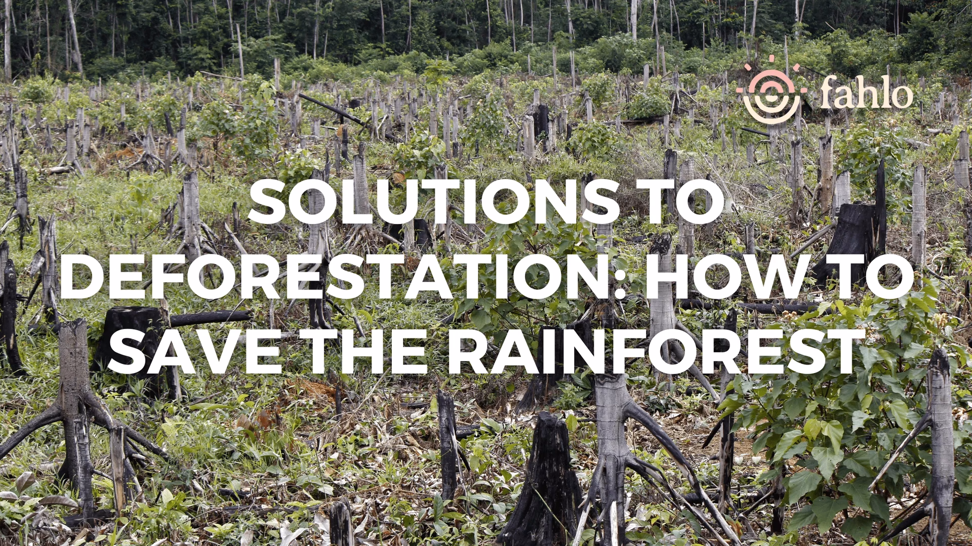How can we reduce deforestation in the Amazon?