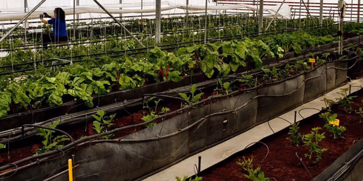 ¿Por qué la producción agropecuaria es sostenible?