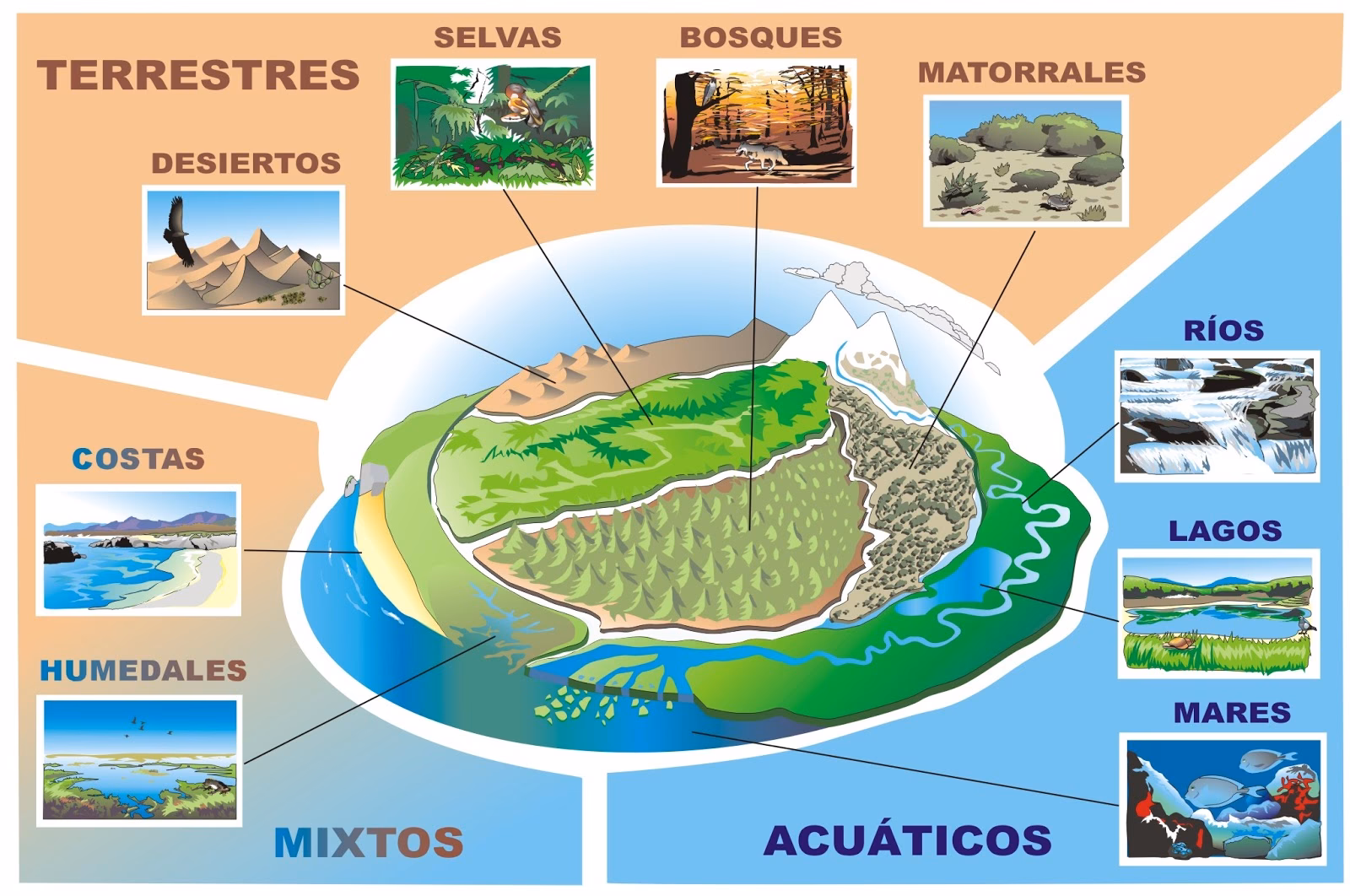 ¿Qué es un ecosistema sostenible?
