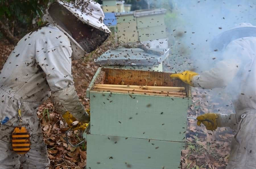 ¿Cuáles son las novedades de la apicultura?