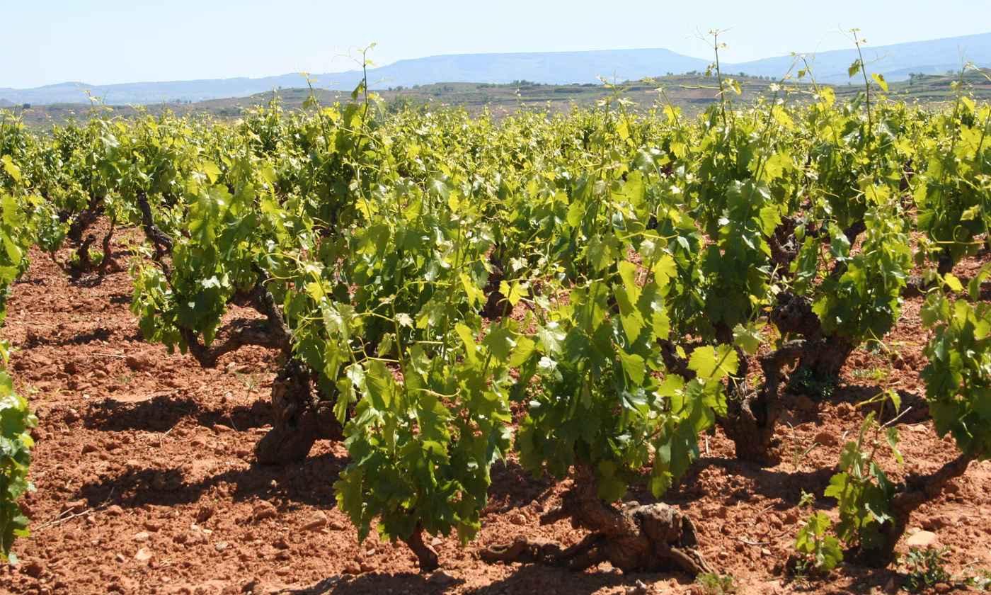 ¿Cuánto cuesta la viña de Rioja?