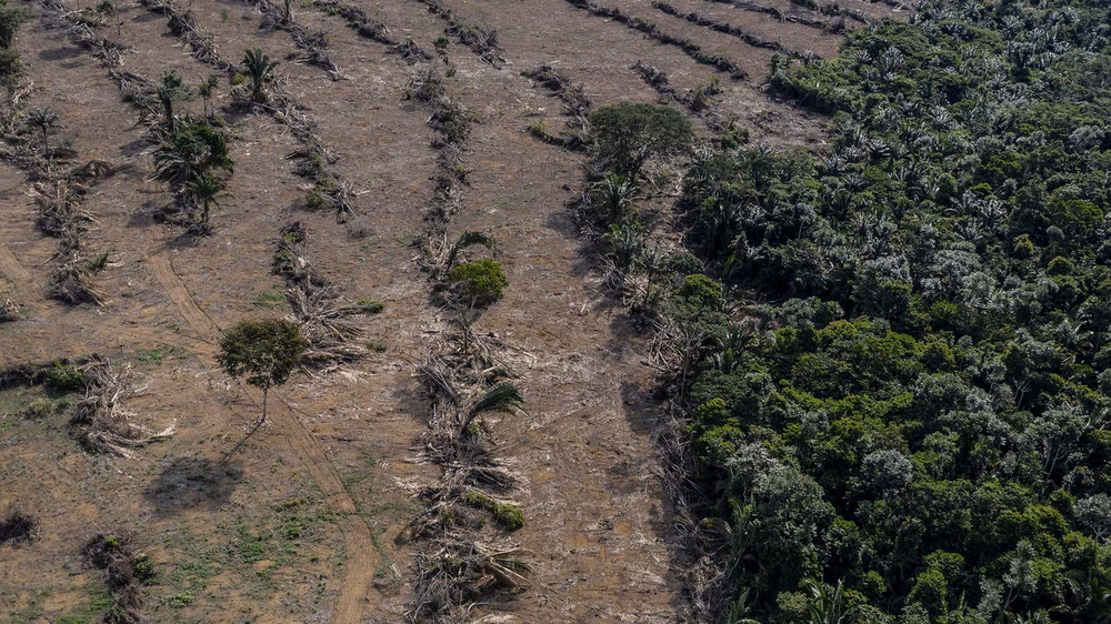 Is soybean expansion causing deforestation & displacement?