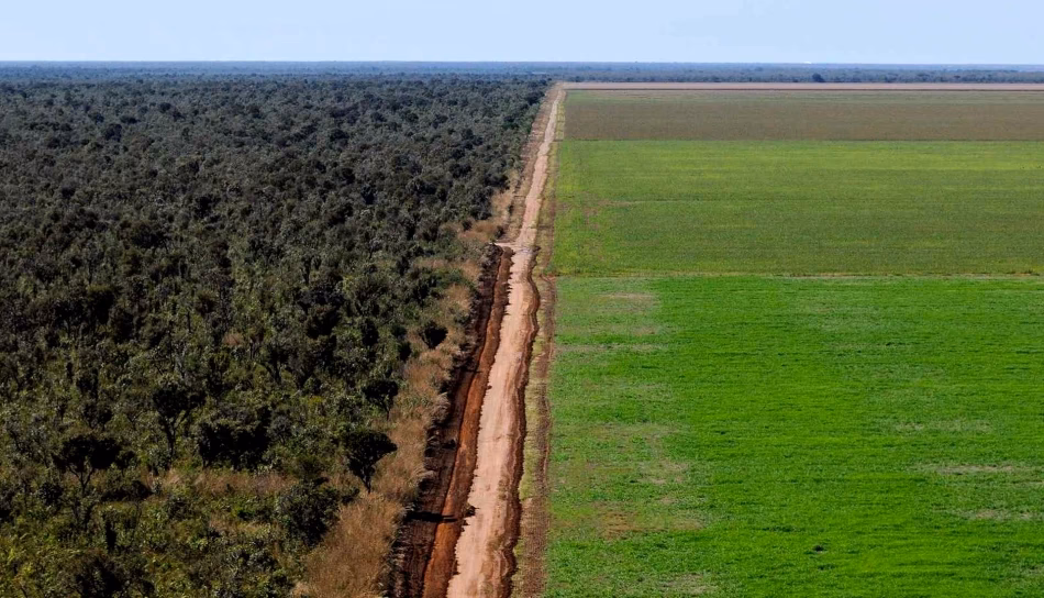 ¿Cómo afecta la cabeza de ganado al medio ambiente?