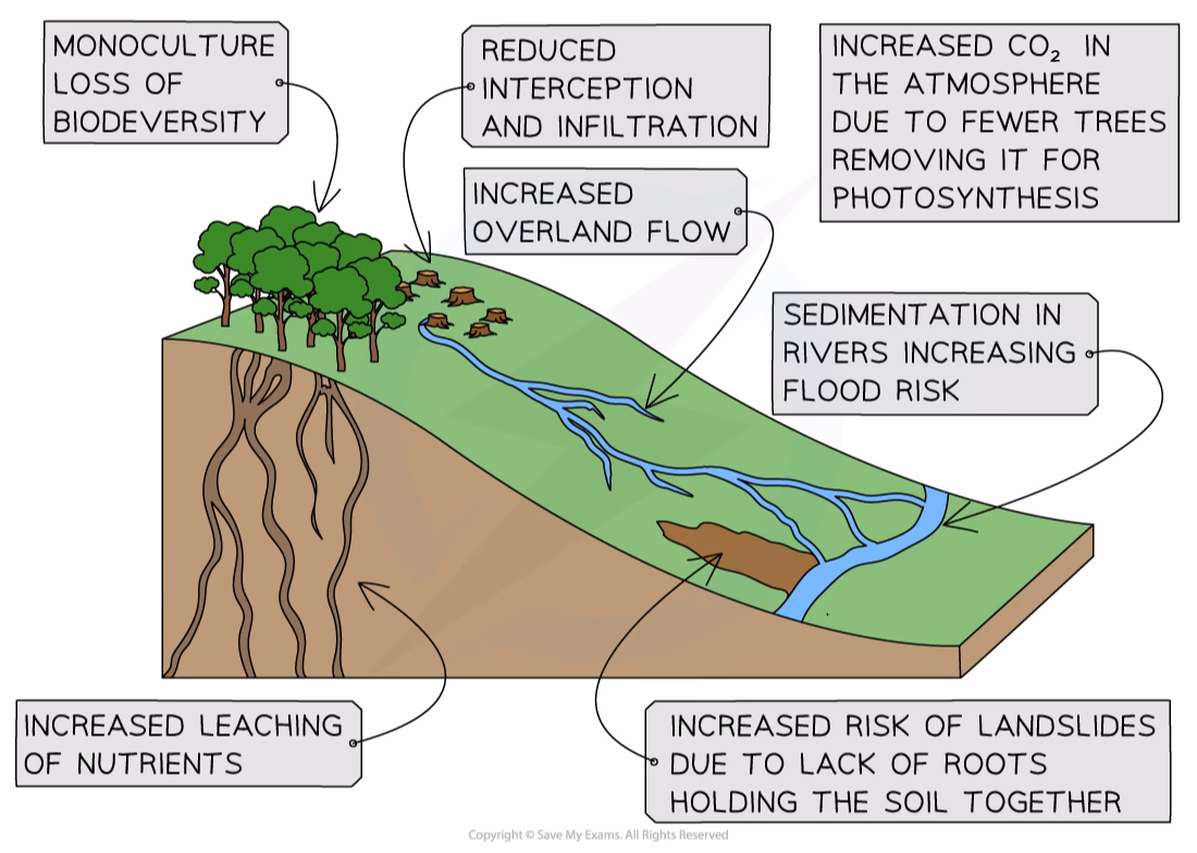 How does deforestation impact the environment?