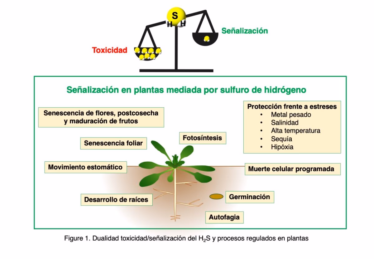 ¿Dónde se almacena el gas de sulfuro de hidrógeno?