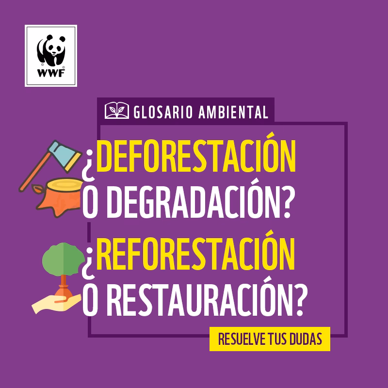 ¿Qué tipo de palabra es deforestar?