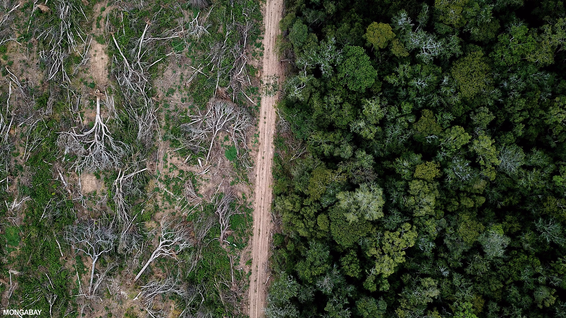 Does deforestation occur at a greater distance to a road or settlement?