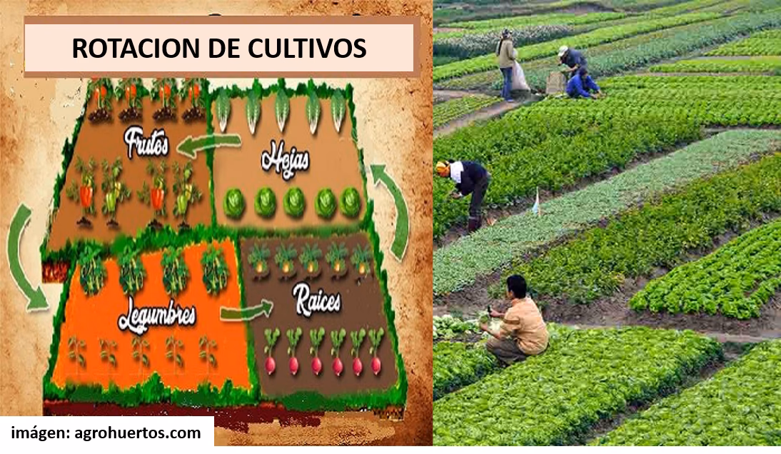¿Cómo desarrollar métodos de agricultura orgánica sostenibles?