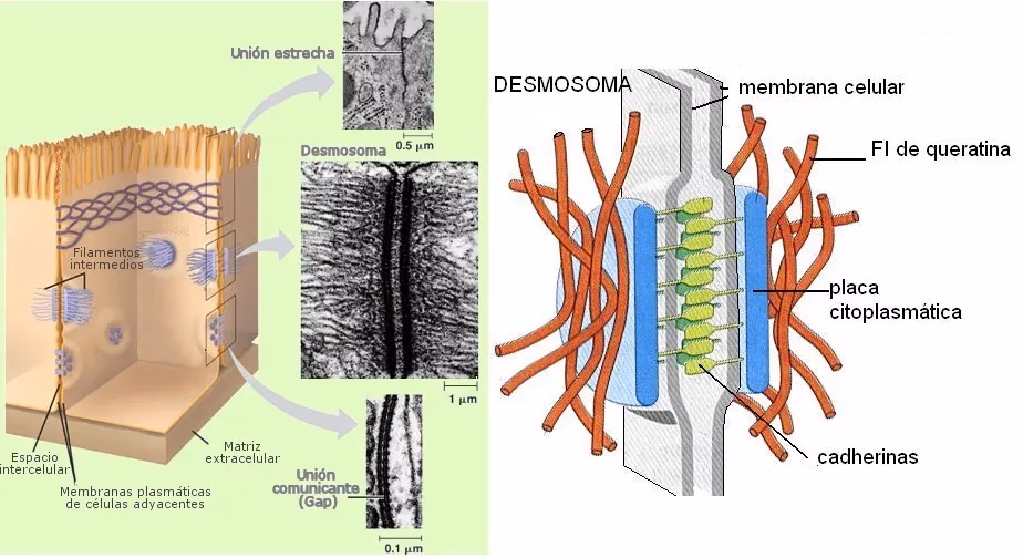 ¿Qué es el epitelio columnar?
