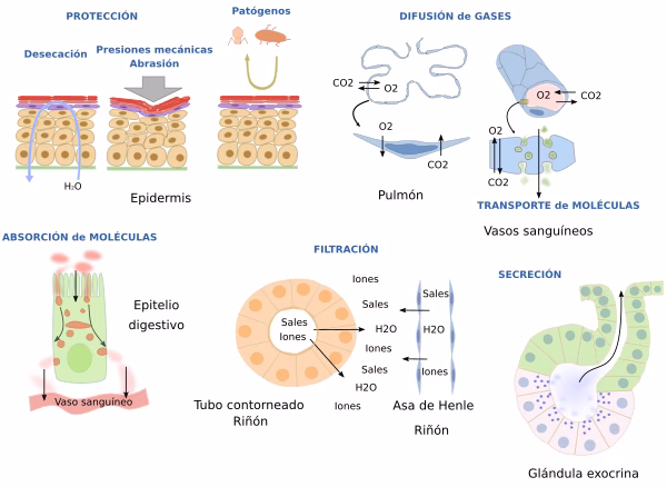 ¿Qué es el epitelio columnar estratificado?