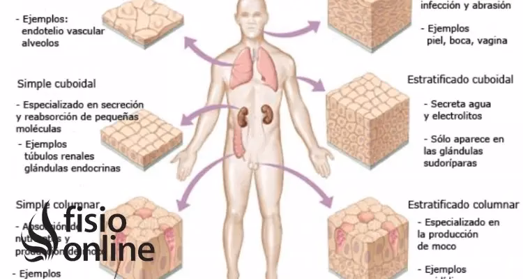 ¿Cómo están formados los epitelios?