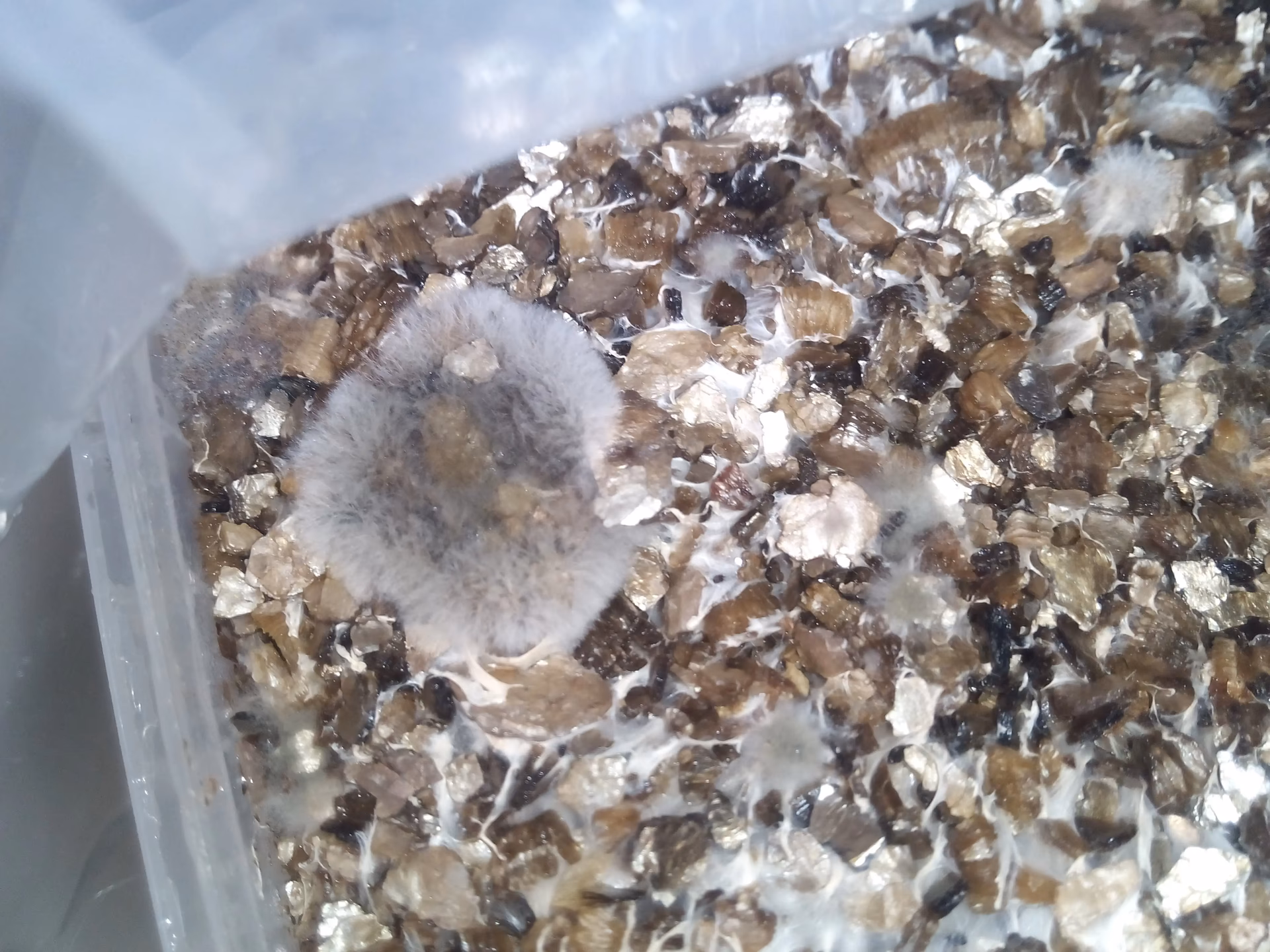 ¿Cómo se pueden ver las telarañas blancas de crecimiento de hongos?