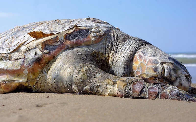 ¿Cómo afecta la subida del nivel del mar a las tortugas?