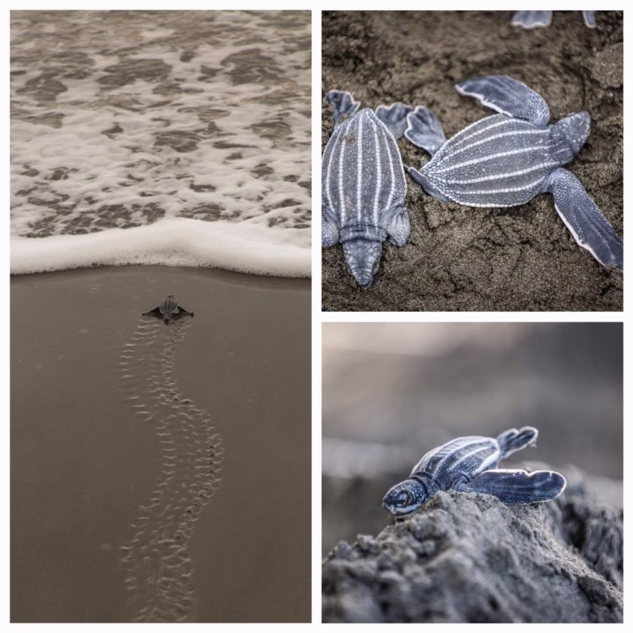 ¿Cuáles son las causas del calentamiento climático en las tortugas marinas?