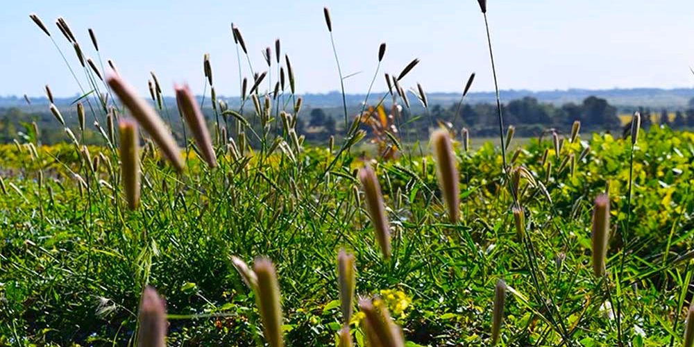 ¿Qué son los pastos duros?