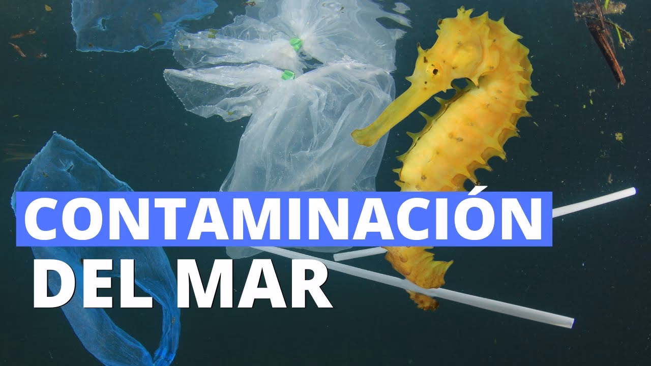 ¿Cómo prevenir la contaminación del medio marino?